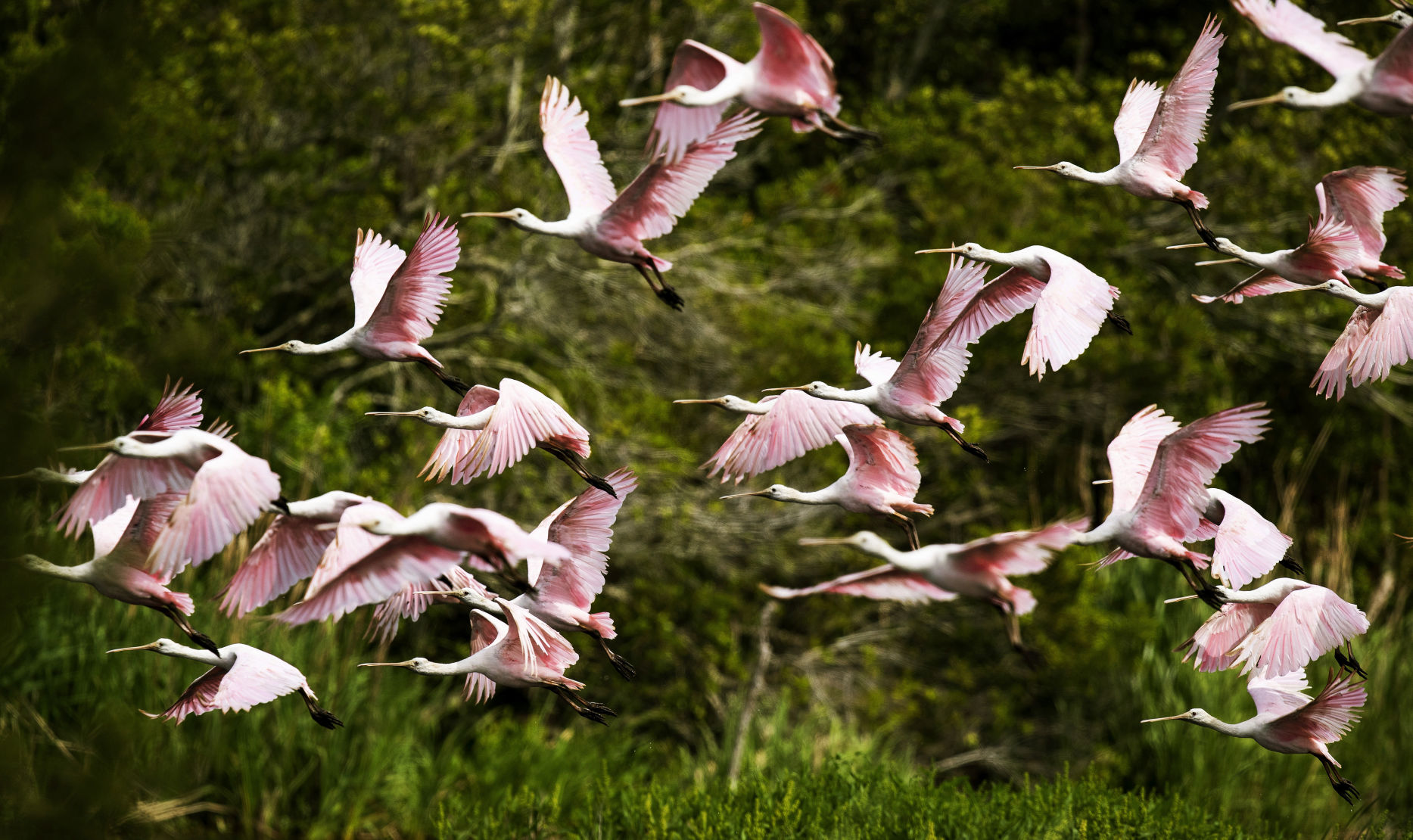 Roseate Spoonbills.JPG
